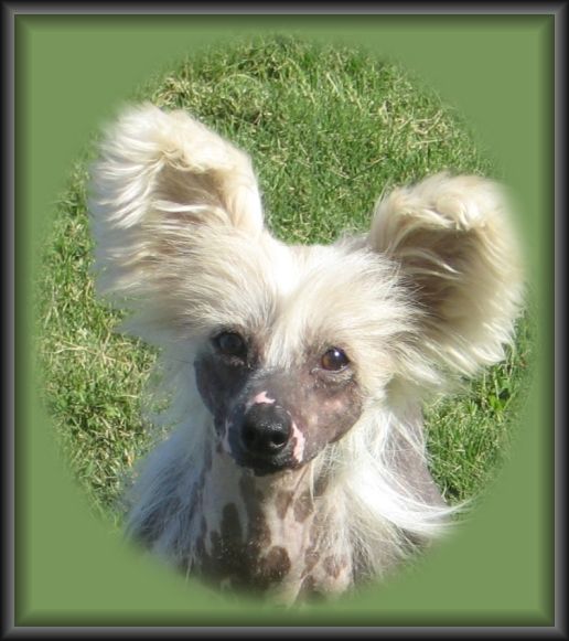 Shida Paw Varotti