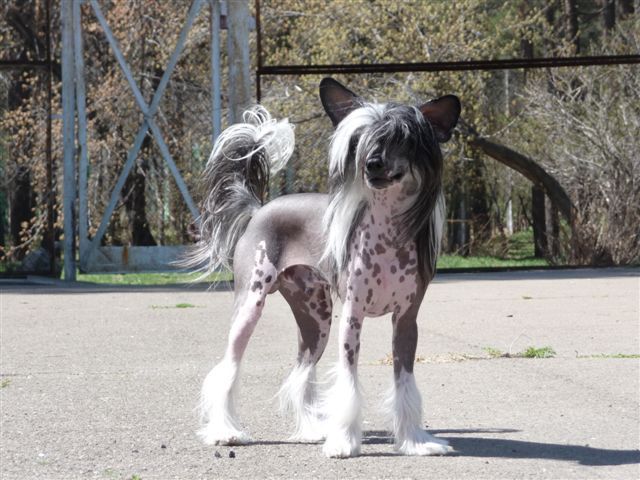 Meri Sain Vinsent Vegas Show Boy