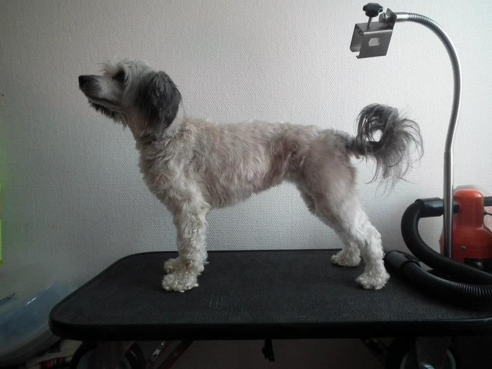 Magic Trick's Da Capo