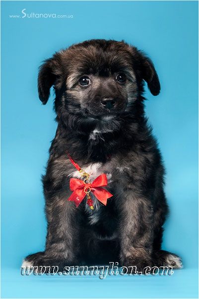 Sunny Lion Egipetskaya Noch 