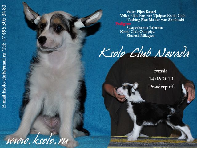 Ksolo Club Nevada