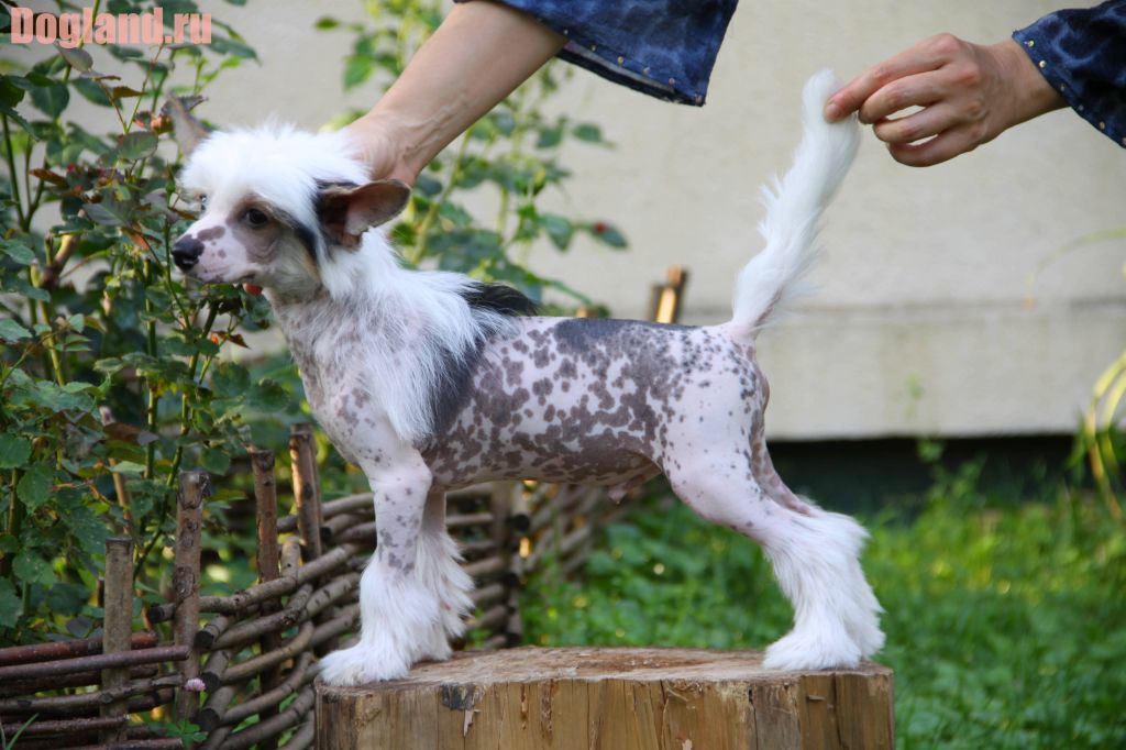 Dogland Happy Indigo