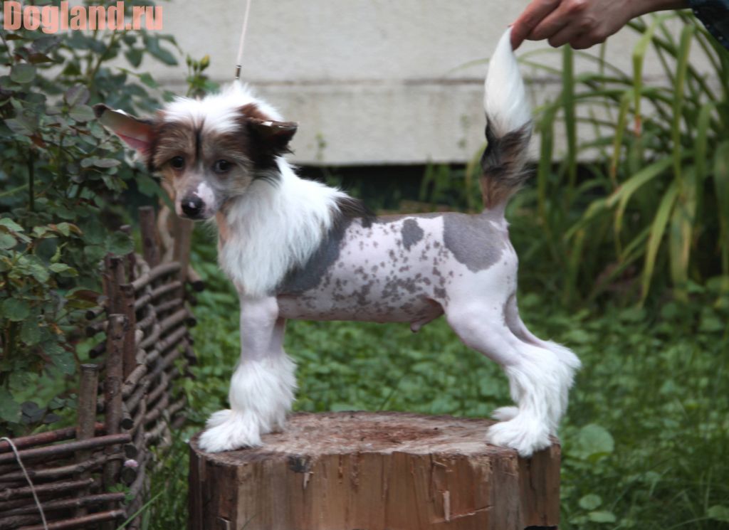 Dogland Happy Illinois