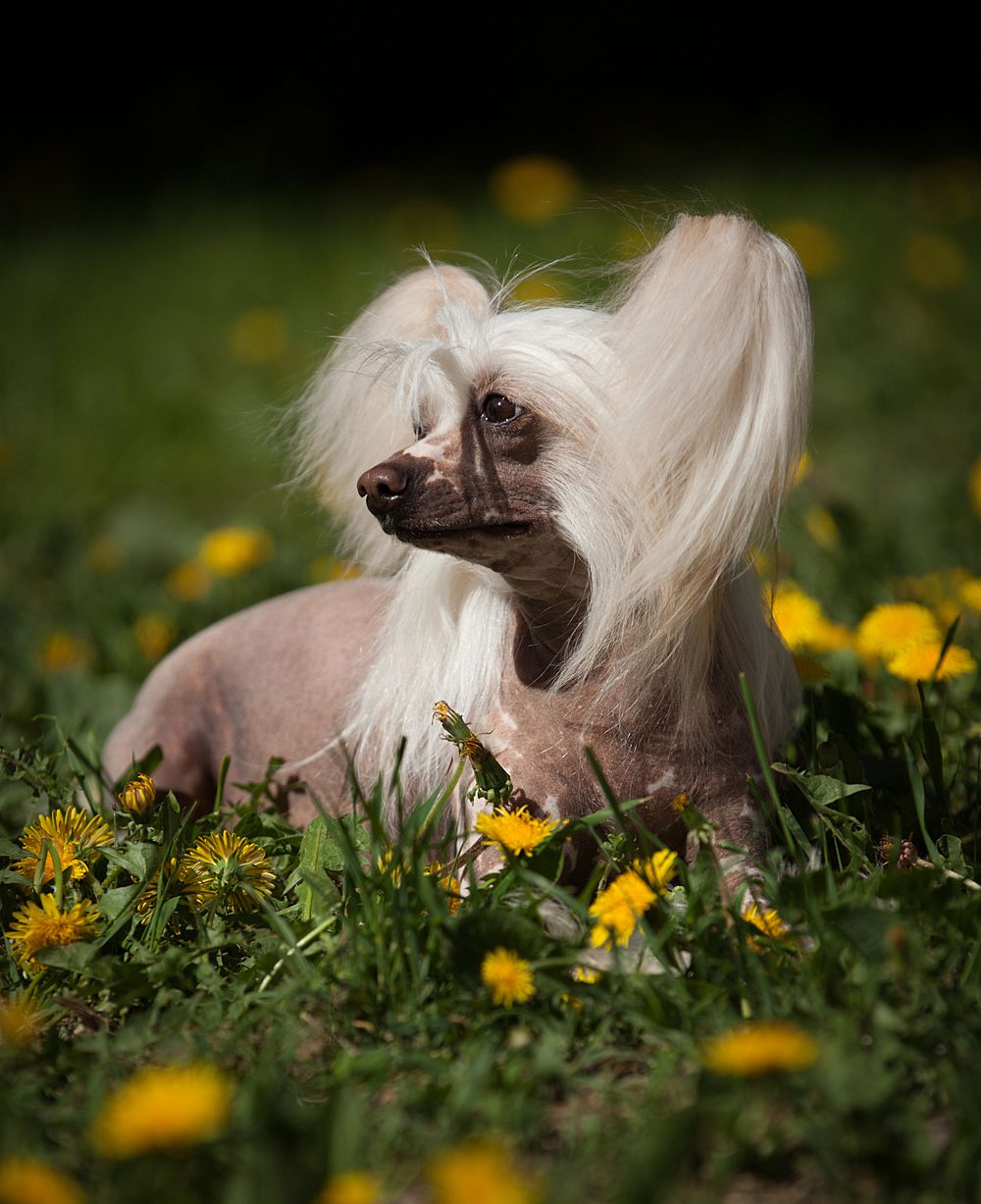 Dogland Happy Izabella