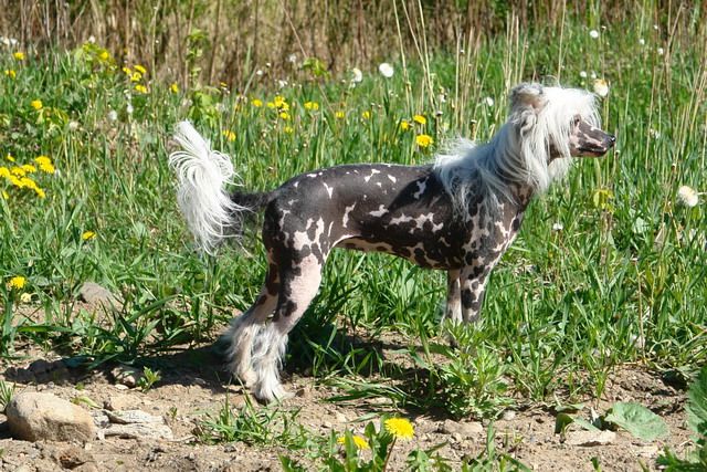 Violetta Del Castello Veneciano