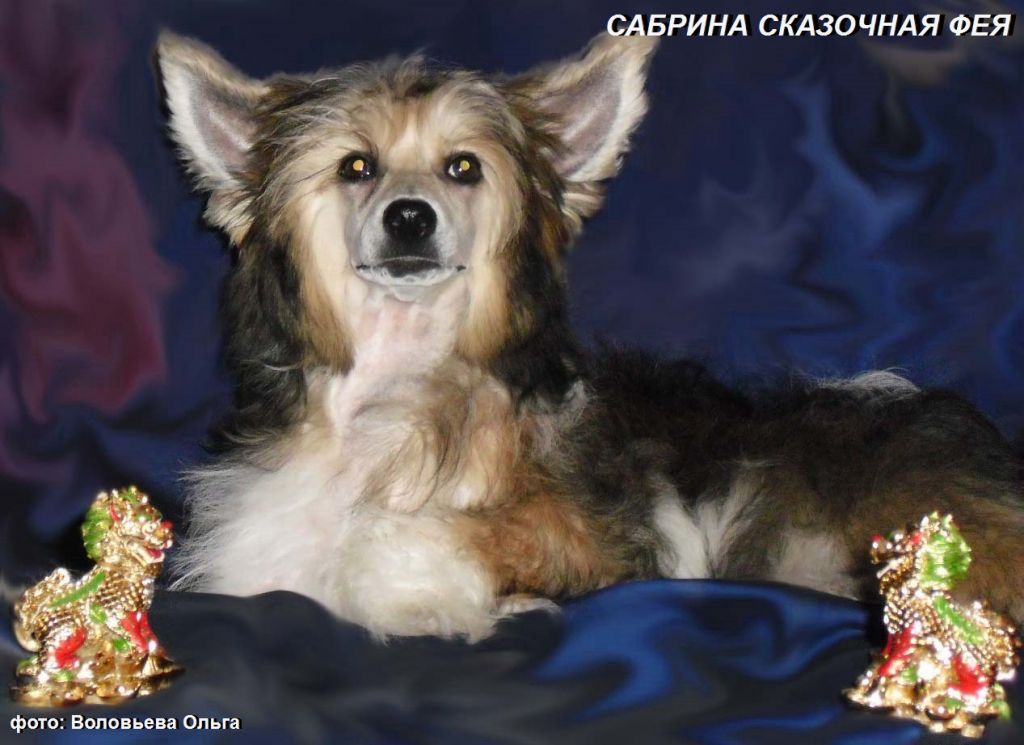 Sabrina skazochnaja feja