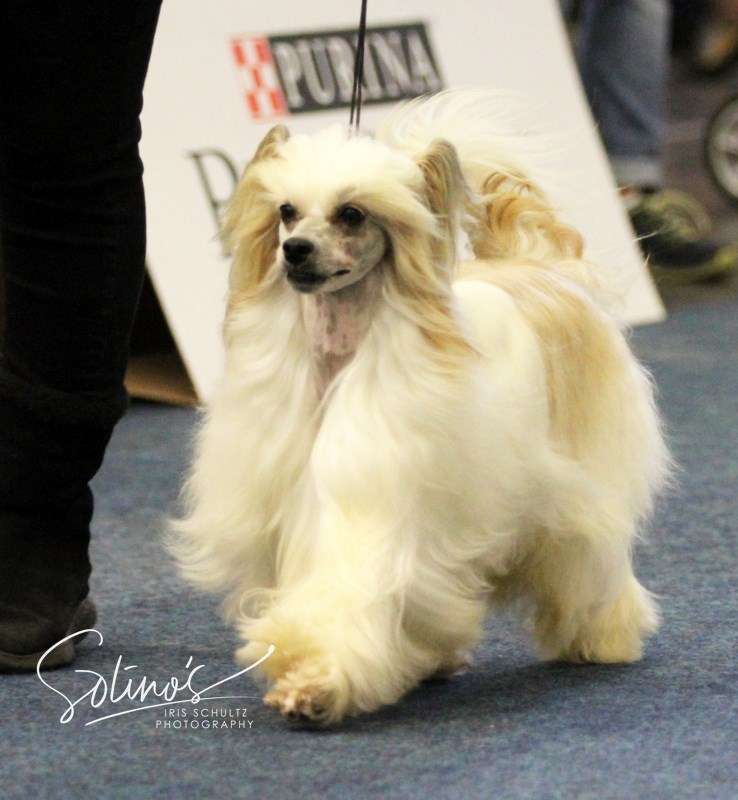 Solino's Tiger Woods