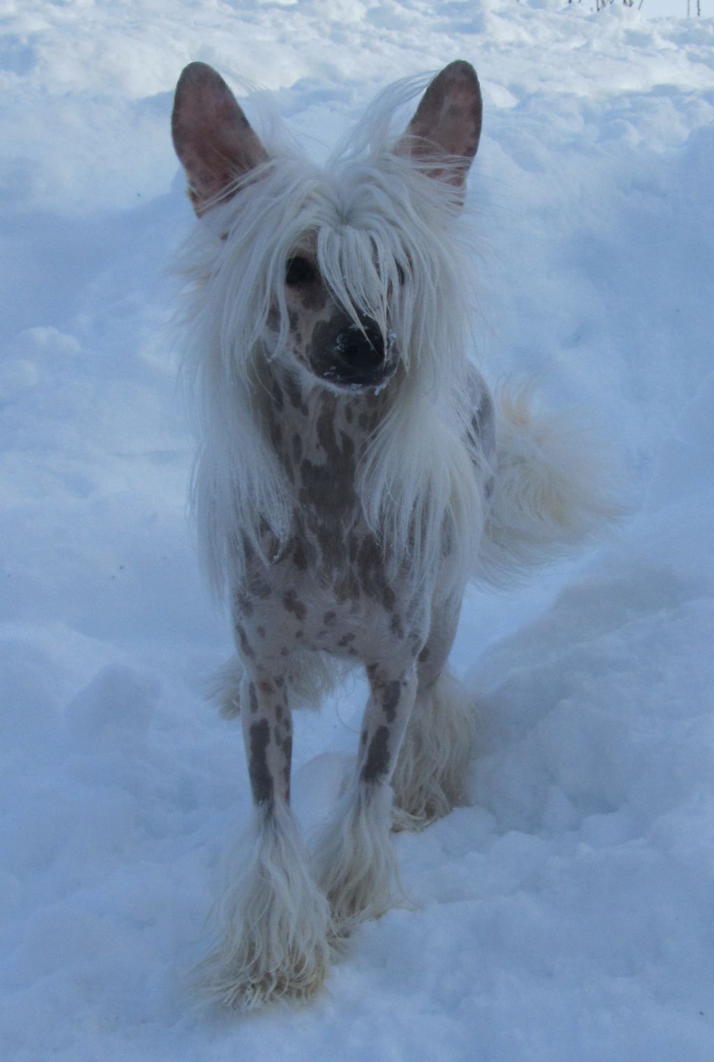 Chakrat's Boomer after his father