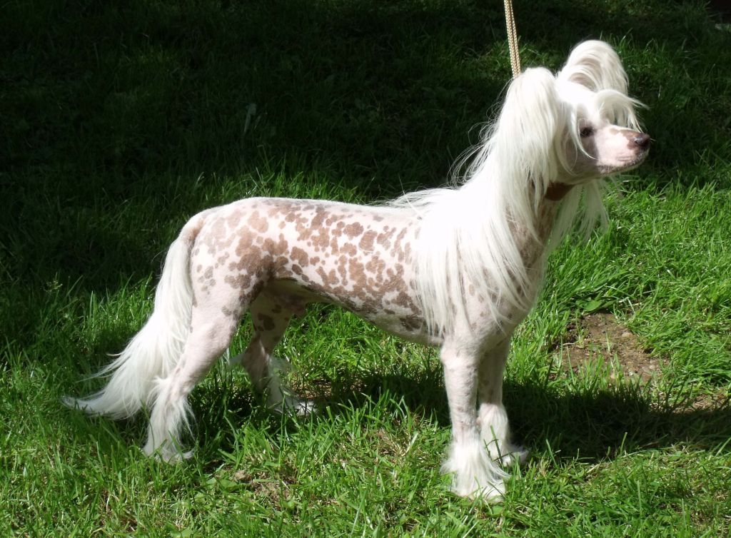 Müslis Jean Sibelius