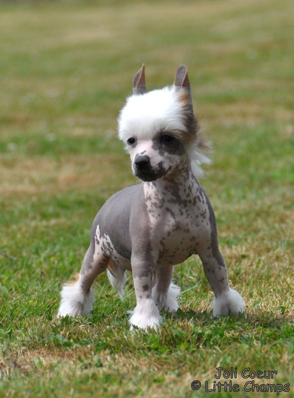 Joli Coeur Little Champs