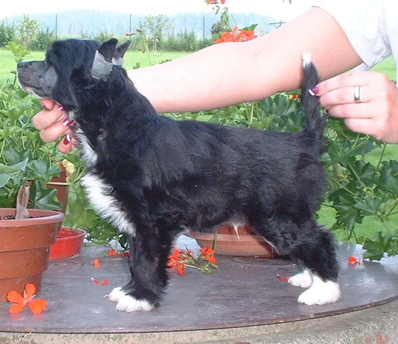 Wrangler z Jasne hvezdy 