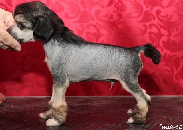 Starglow's Full Of Joy