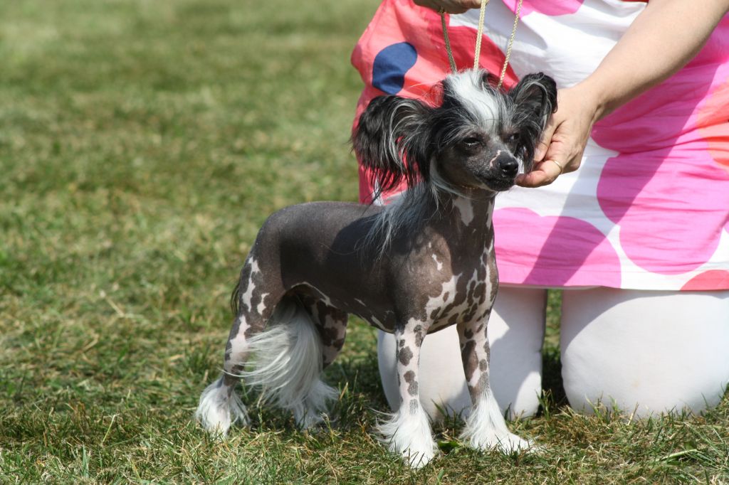 Starglow's Flirt And Joke     