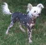 Thimbu de Shangri Lah