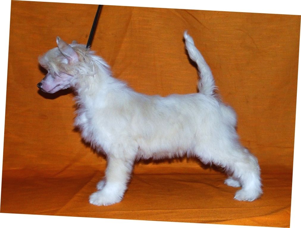 Sarmiento FalaZairroo