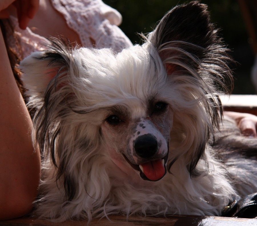 Fluffysteps Climbing Up To The Top