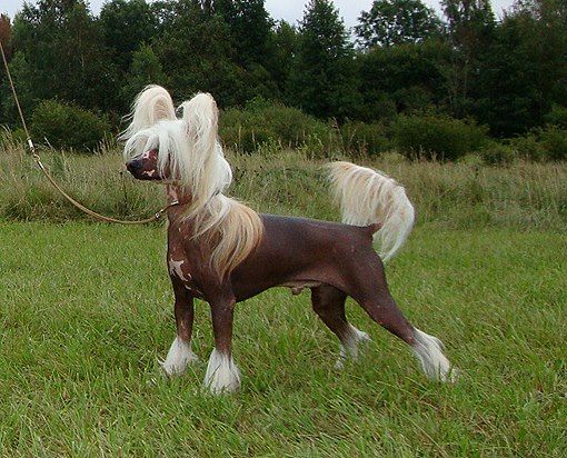 Krasotka Star  First Fortune