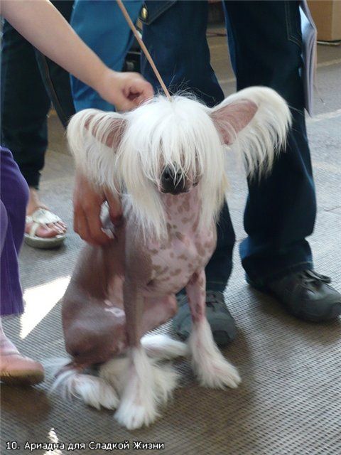 Ariadna dlya Sladkoi Zhizni