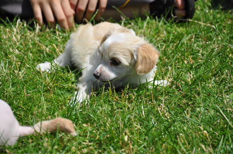 Elvíra Cechovo kvitko