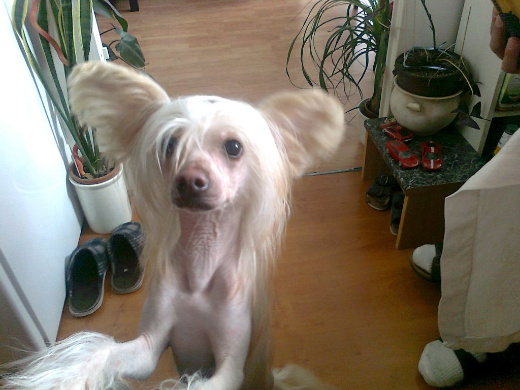 Edison Cechovo kvitko