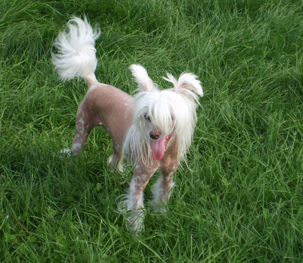 Daretobebare Great Contender