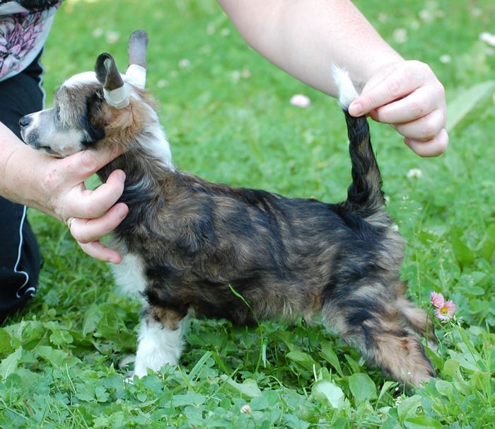 Volshebnaja Loshadka Up Town Girl