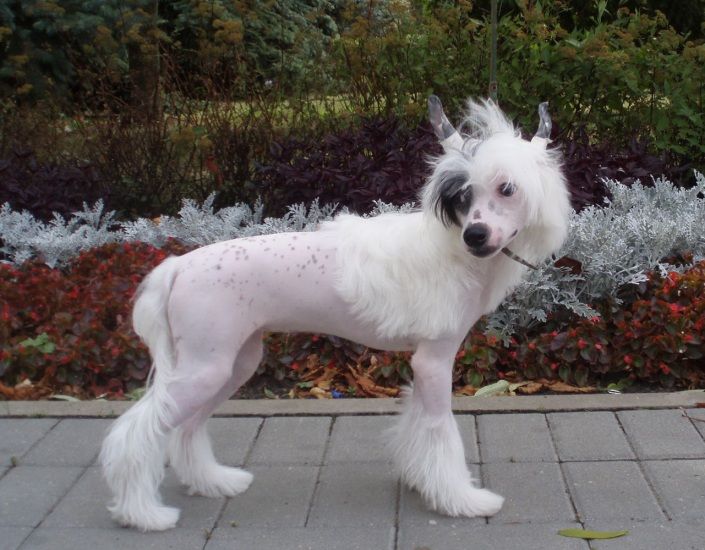 Lus'en Eloks Zolotaya Roza