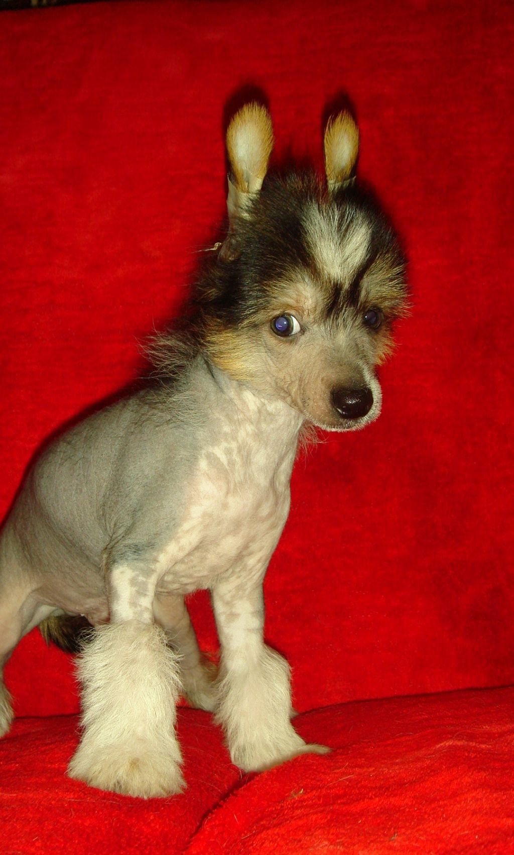 Klarion Michel Bonus Westtai