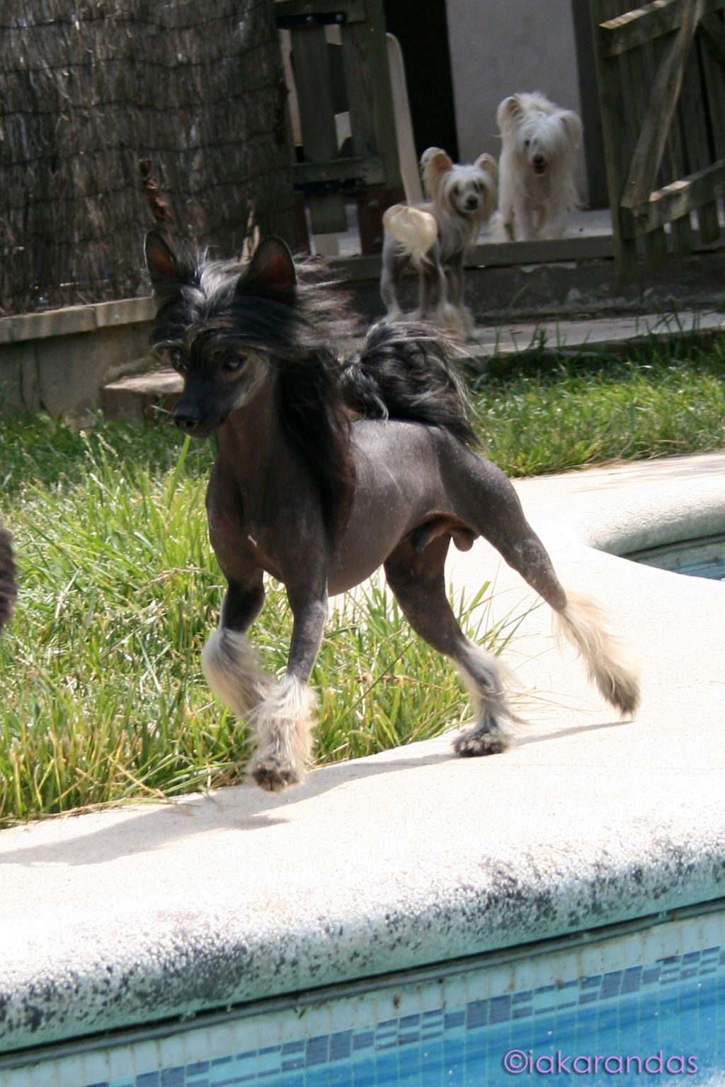 Clermont Queen Malverne