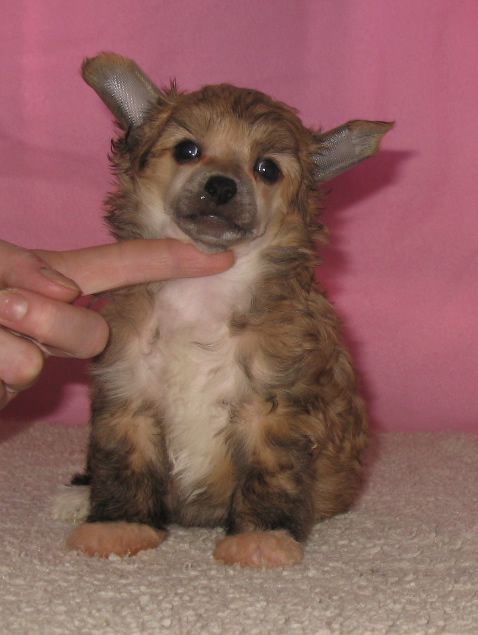 Vernisazh Mari Philip