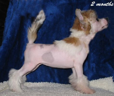 Vernisazh Mari Felichita