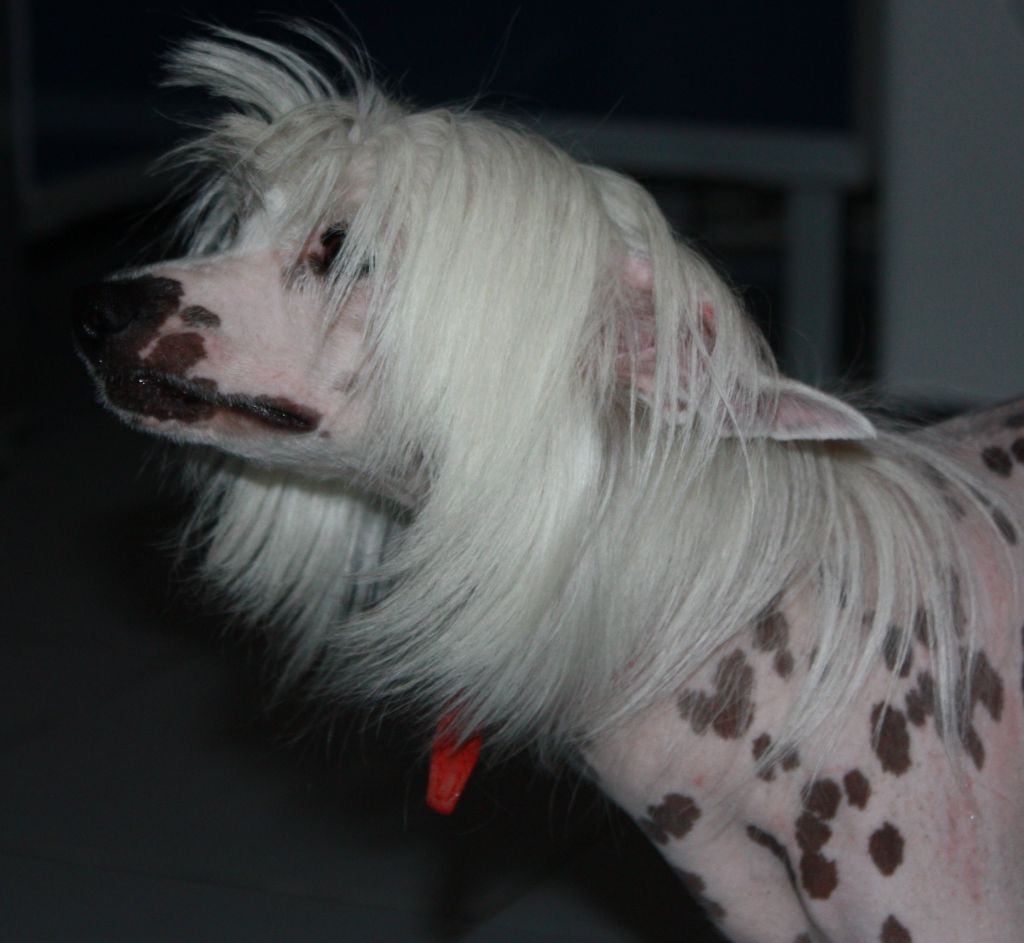 Shanel  iz Pokoleniya Zvezd