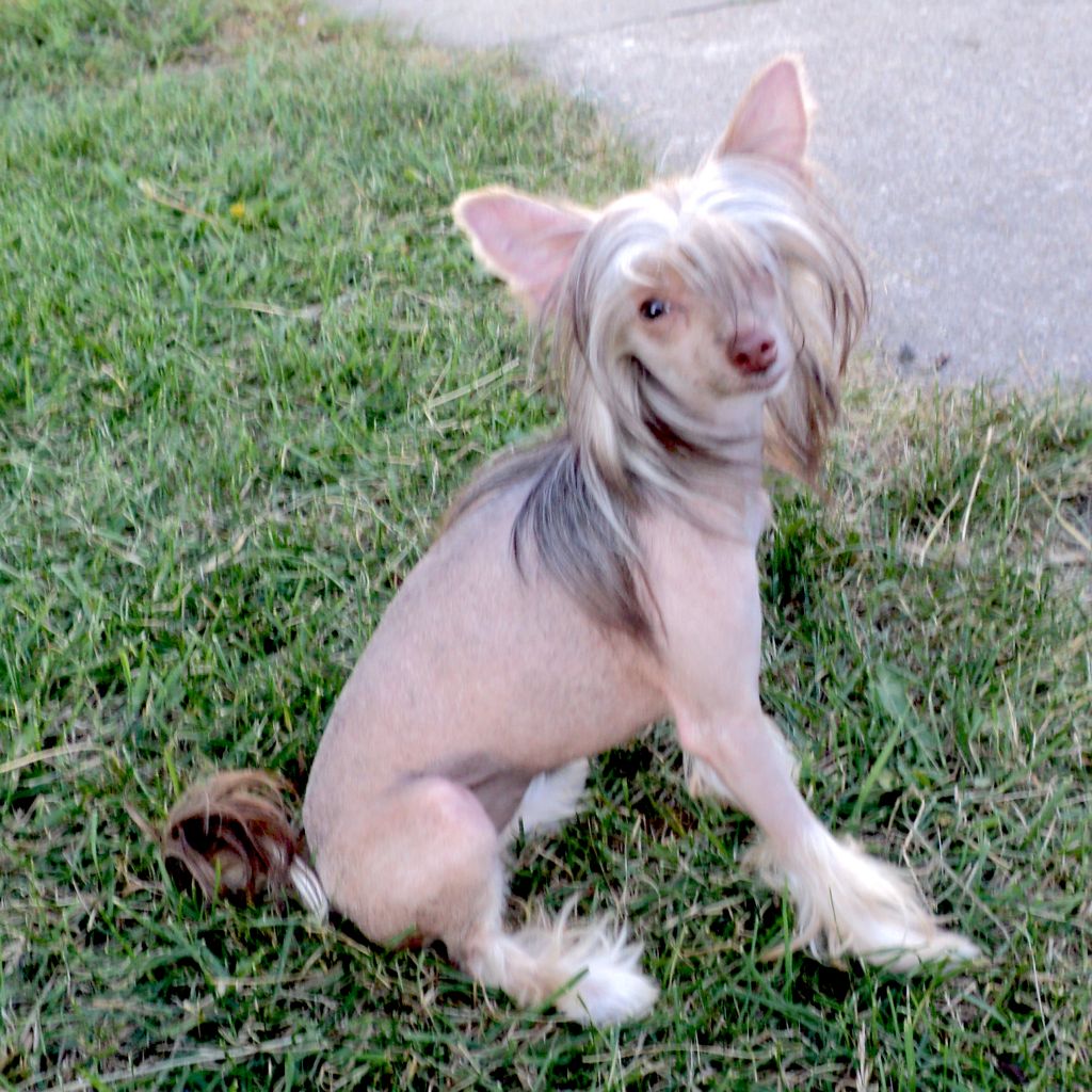 Babylon's Godiva Chocolate Truffles