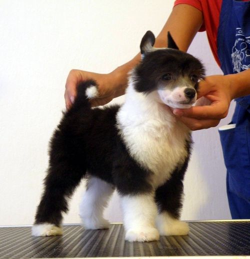 John Galliano Poarott