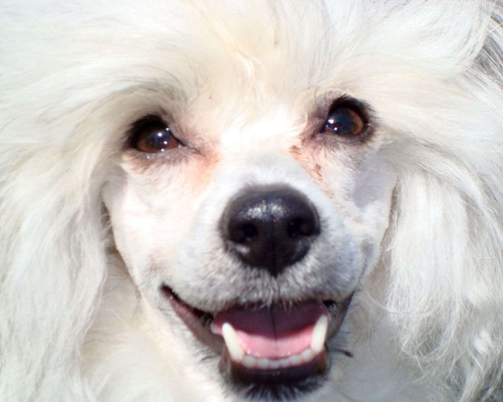 Abbaboos Princess Mariposa