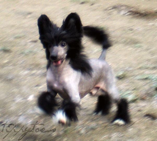 Tippytoes Mr Shenaniganz