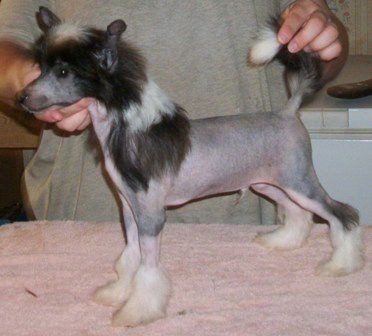 Mosaic I'm Legend At Dzy Dly