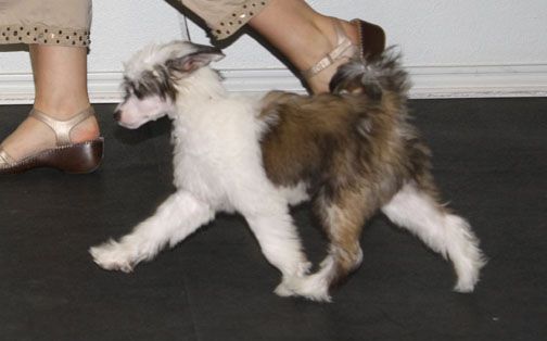 Silver Cross Mosaic Ima Smoke N Gun