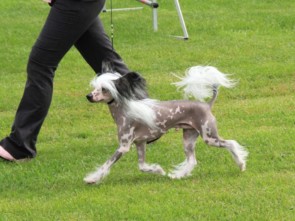 Selfcresteem's Noway Punk