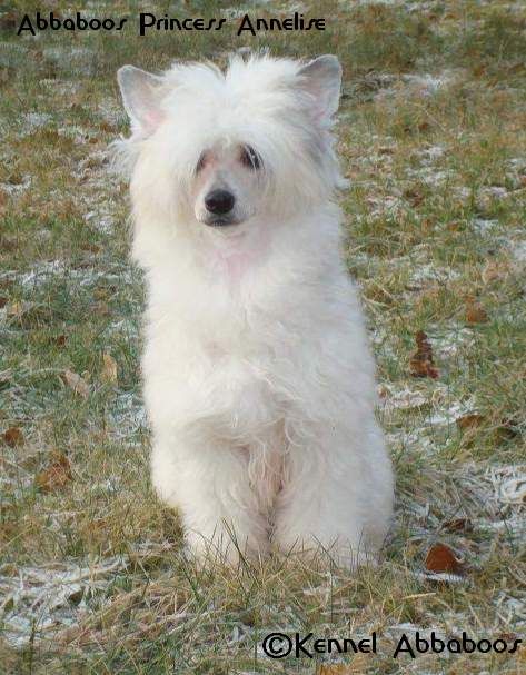 Abbaboos Princess Annelise