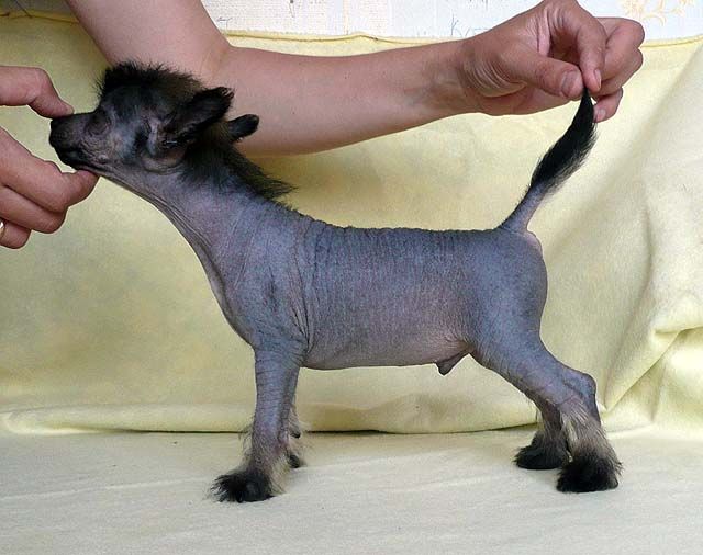 Zoltan Klassnyj Paren'