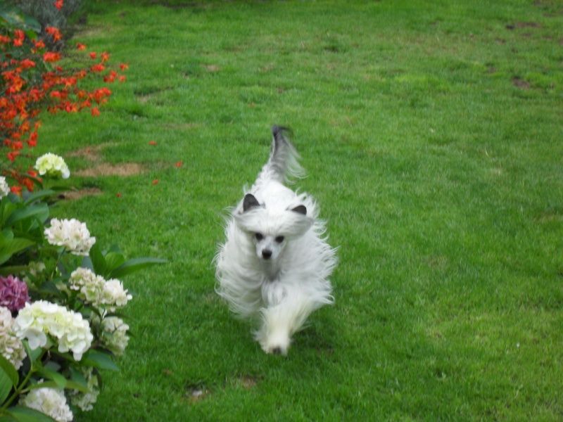 Blue bird paradise J-skeleton