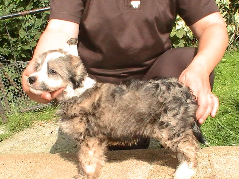 Blue bird paradise J-sparow