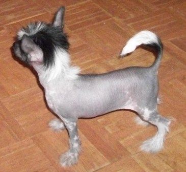 Mosaic's Skin So Soft