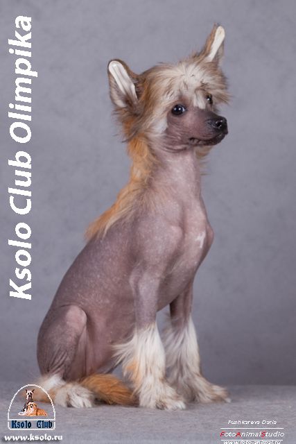 Ksolo Club Olimpika