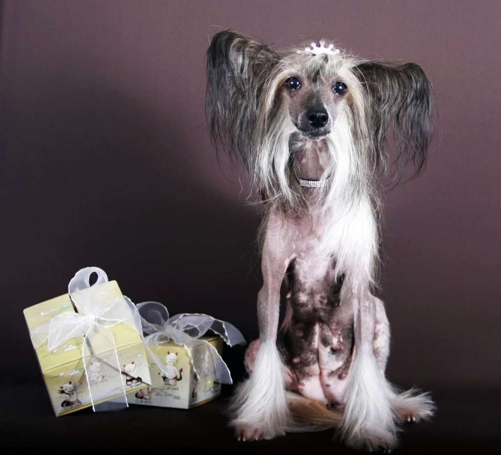 Zlata-Nika Charovnitca