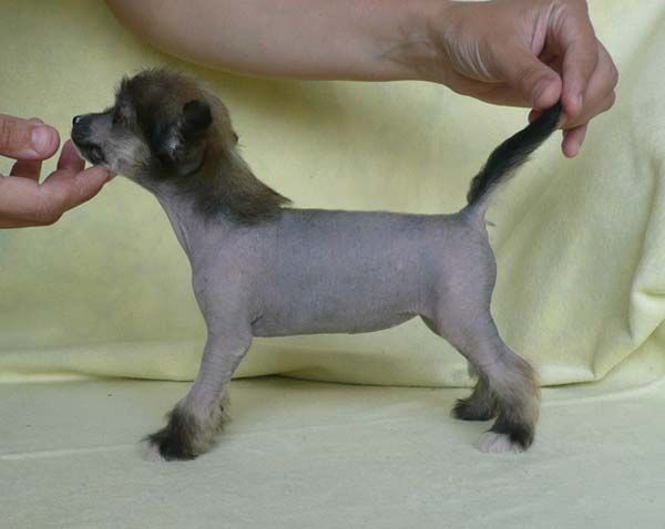 Zadorinka Kapel'ka Schast'ja