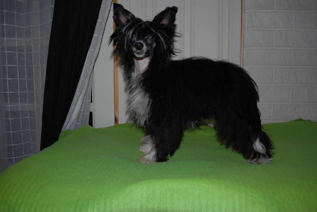 Heavenly Hearts Amazing Aurelia