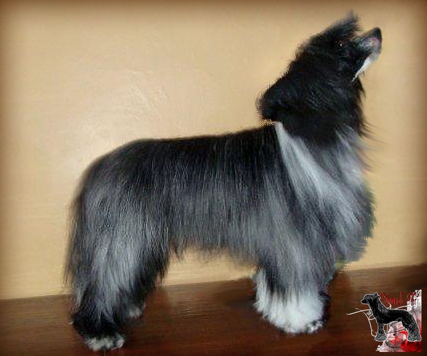 Sharol Shi Zaslujeni Artist Knubik