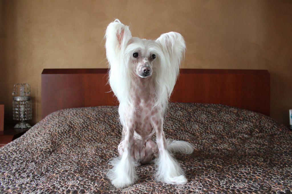 Dolly Da  Casa Algarvia